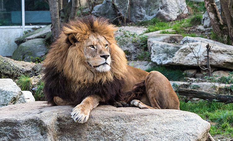 Sacramento Zoo Lion