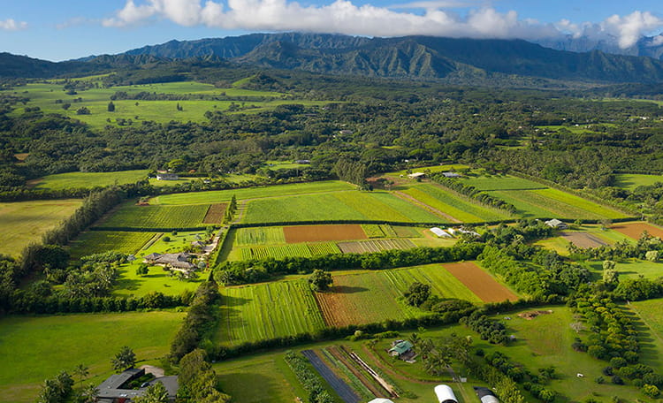 Kauai Organic Farms