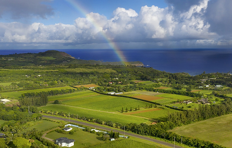 Kauai Organic Farms