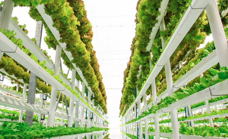urban-farming-takes-root-in-cre